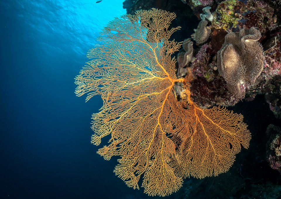 osprey reef coral sea