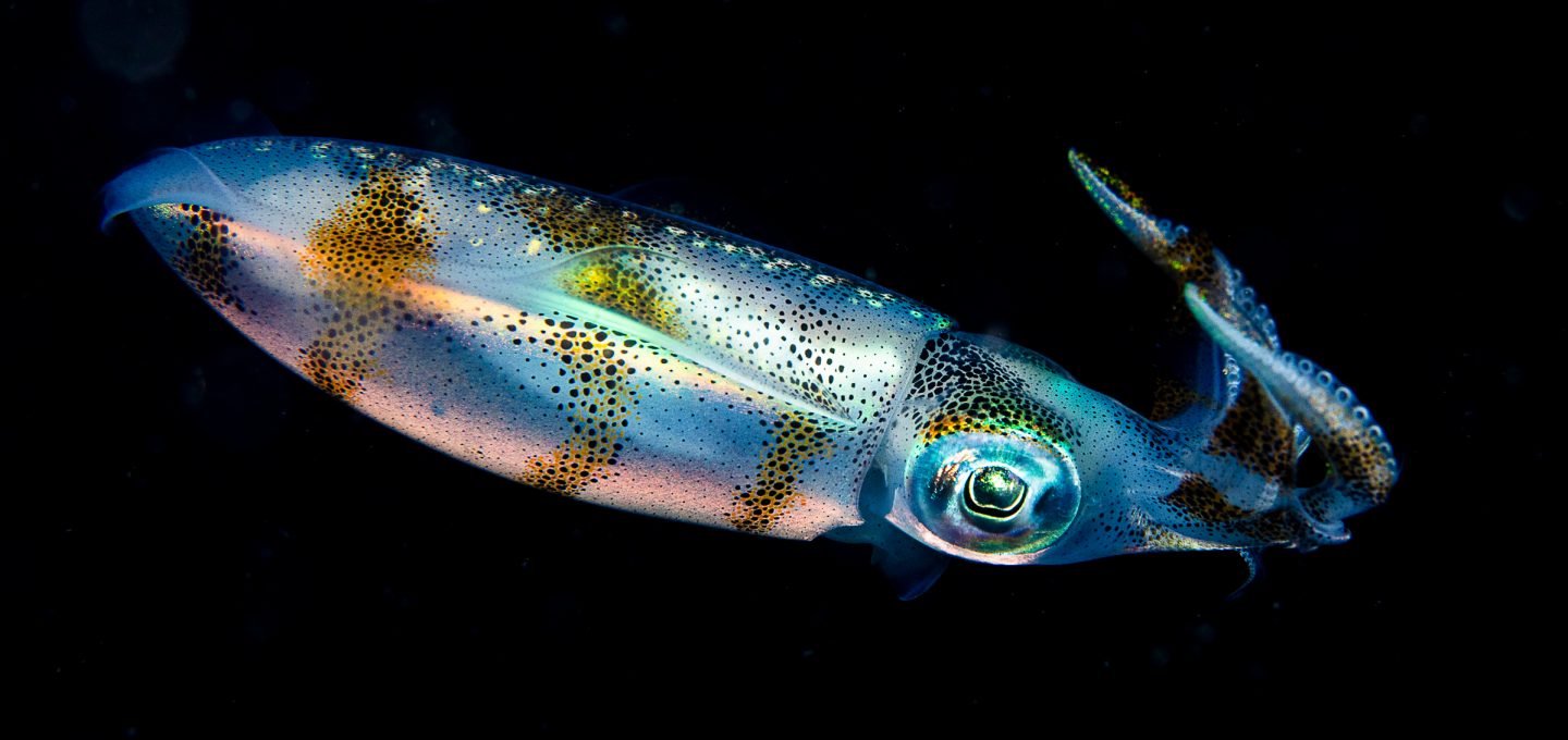 Erik Lucas Lembeh Strait Indonesia squid