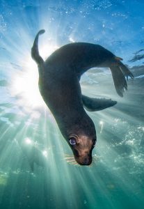 Seal