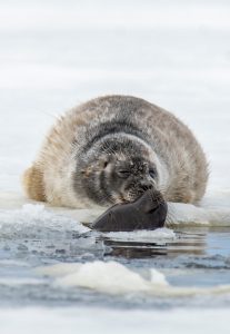 Celia Kujala seal peace Arctic