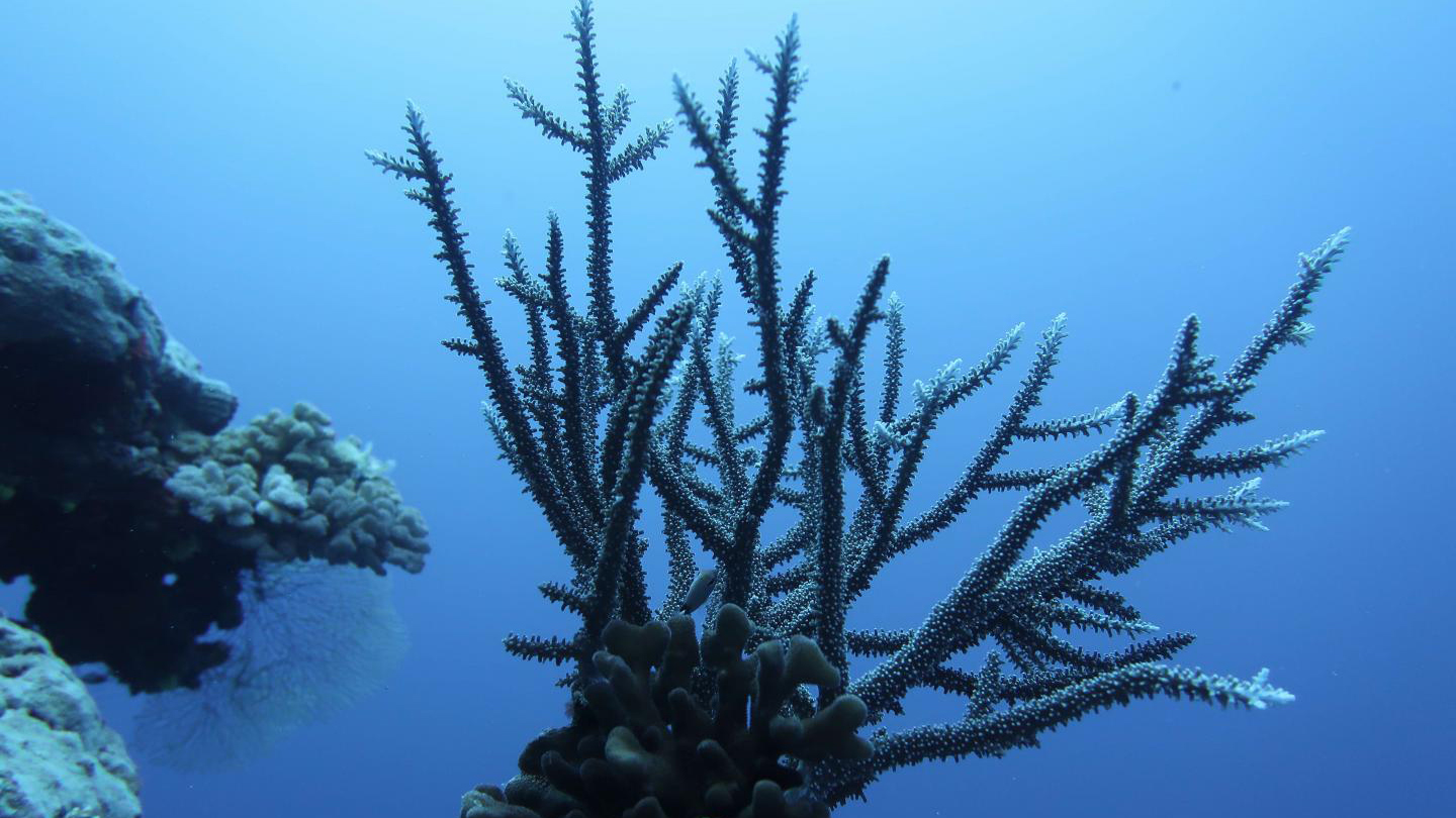 Montagem coral музыка. Кенийское дерево коралл. Кораллы Тихого океана. Корал Блю. Коралловые океан 2023.