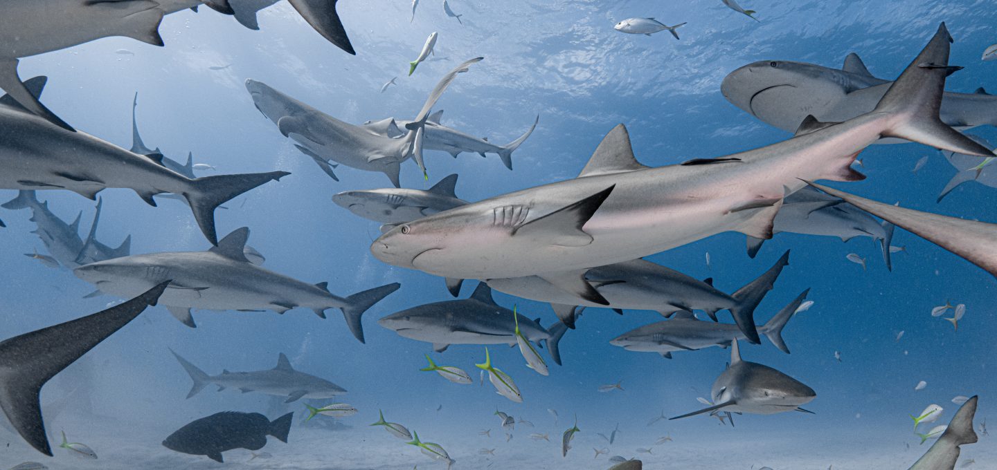Bahamas reef sharks