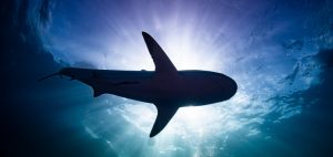 underwater photo sharks