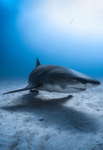 Bahamian shark dive