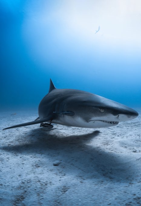 Bahamian shark dive