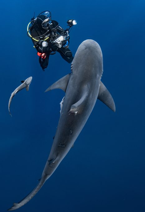 Hanan Atia shark and diver