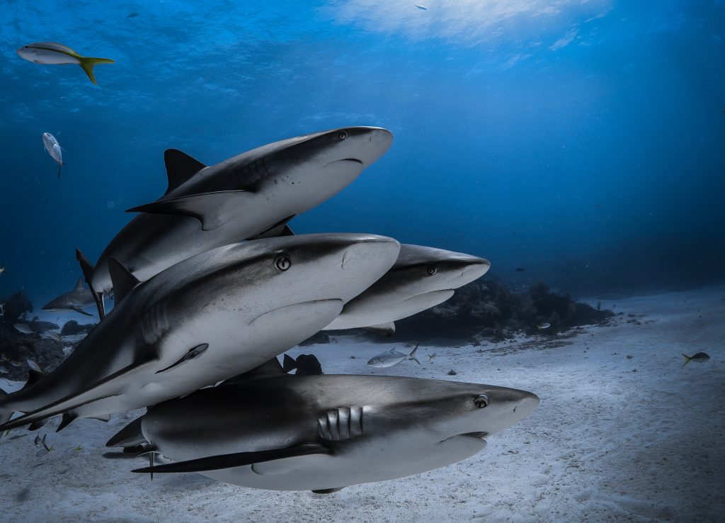 SL1BahamassharksHananAtia Oceanographic Oceanographic