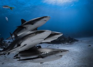 Bahamas sharks