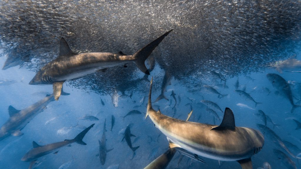 The baitball: Photographing feeding sharks off Australia - Oceanographic