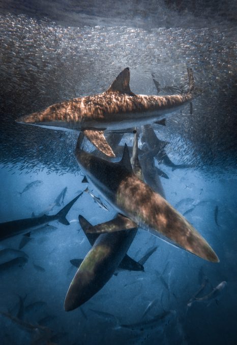 sharks australia