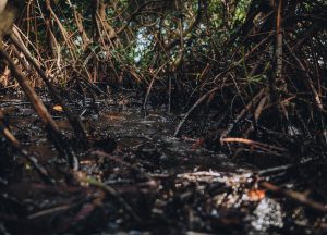 mangroves oil spill