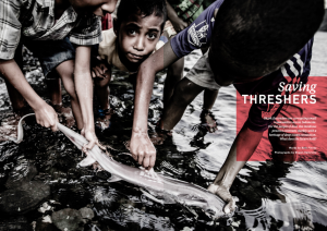 Issue 18, Oceanographic Magazine, Thresher sharks, Shawn Heinrichs