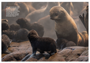 Issue 18, Oceanographic Magazine, Thresher sharks, Kuril Islands, fur seal