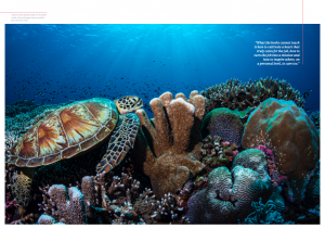 Issue 18, Oceanographic Magazine, Tubbataha turtle