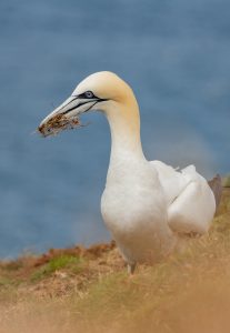 troup head gannet colony