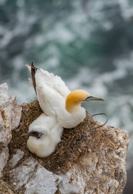 gannets chick