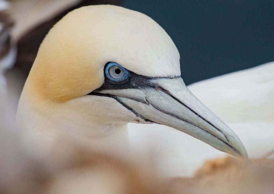 troup head gannet colony