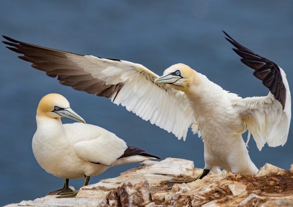 Scotland gannets