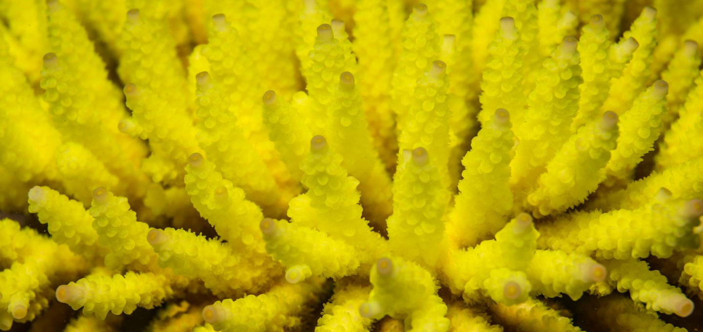 coral symbionts florescent