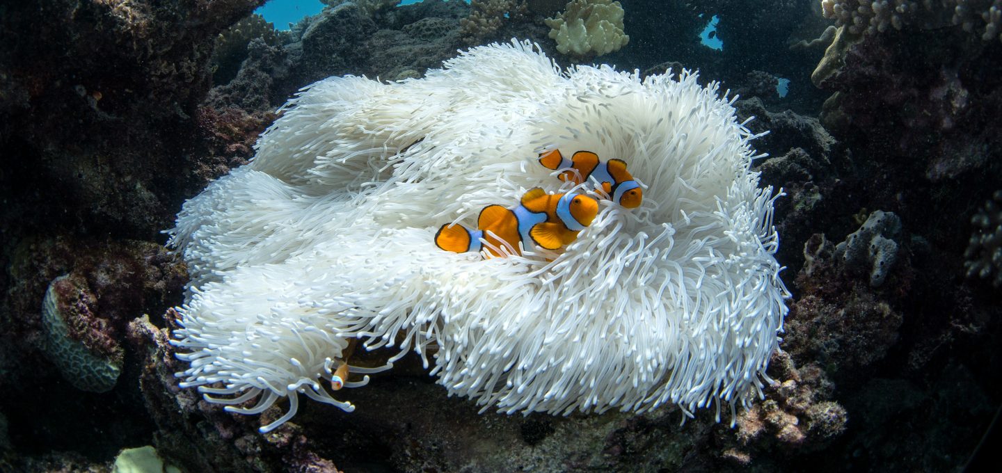 coral symbionts