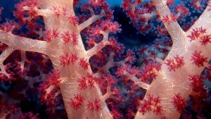 coral algae coral symbionts