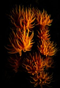 soft corals symbiont