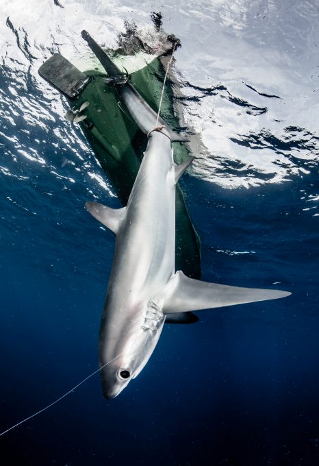 shark fishing indonesia
