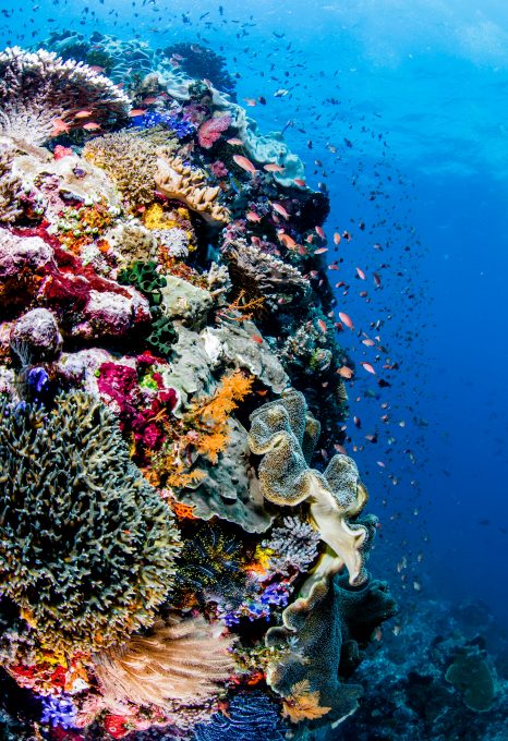coral reef indonesia alor
