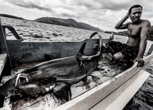 thresher shark indonesia alor fisher