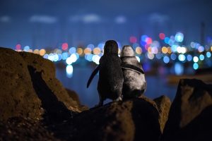 Ocean Photography Awards, Tobias Baumgaertner, penguins