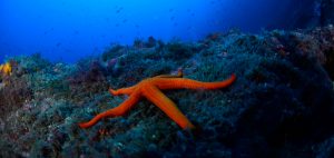 Starfish Mediterranean Sea