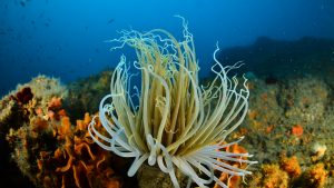 ocean life coral restoration