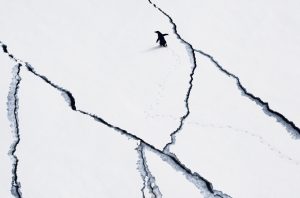 Penguin, Antarctica, John Weller
