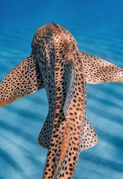 Beautiful leopard shark! (from jakewiltonphoto) : r/sharks