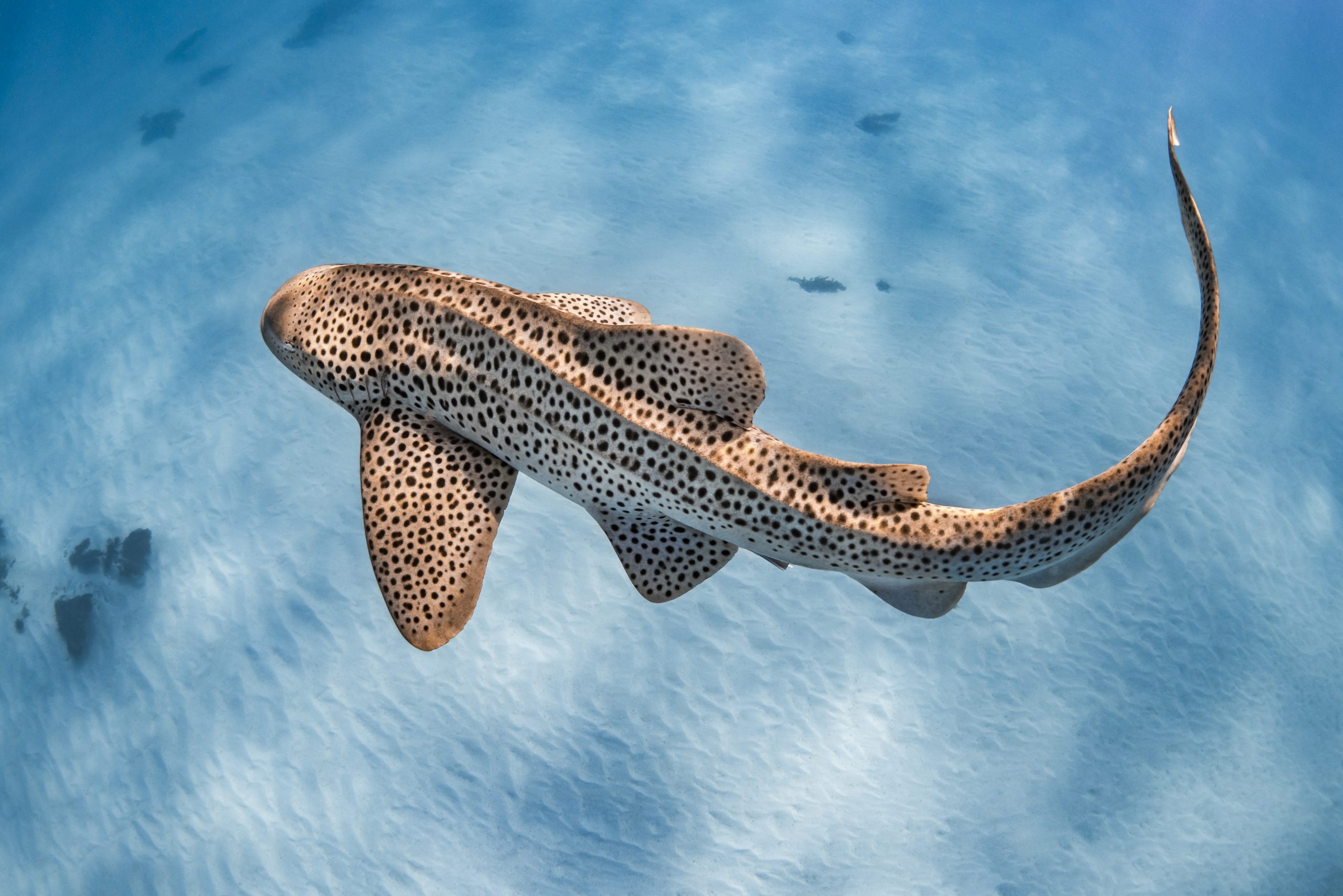 Photographing the elusive leopard shark - Oceanographic