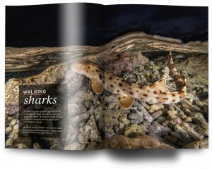 Issue 21, Oceanographic Magazine, Australia, Walking sharks