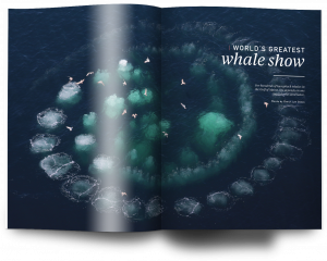 Issue 21, Oceanographic Magazine, whales, Maine