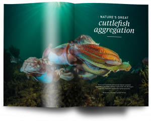 Giant cuttlefish Australia