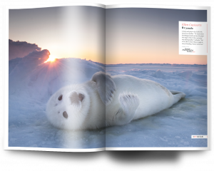 Ellen Cuylaerts, harp seal pup, Canada