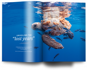 Azores, turtles, Oceanographic Magazine issue 22