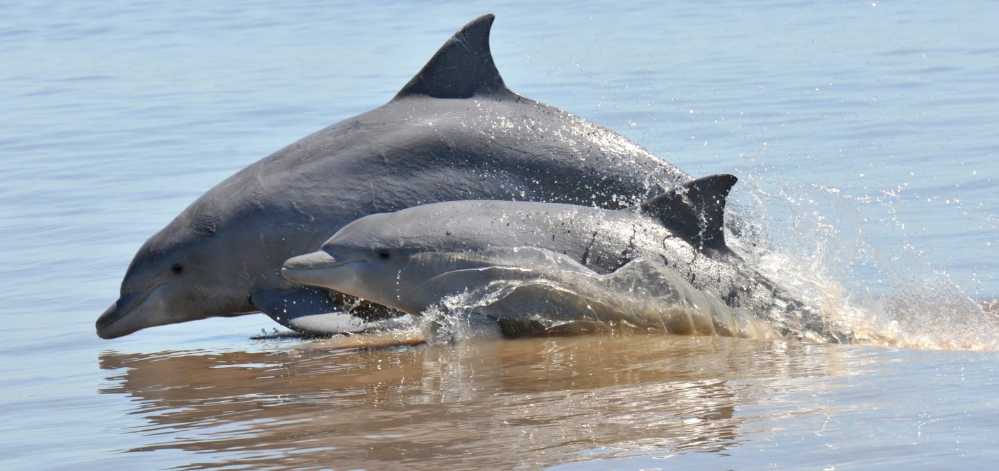 Protecting bottlenose dolphins from coastal construction