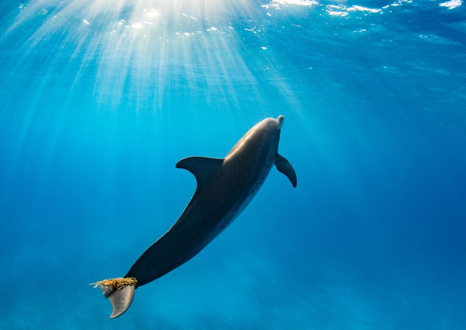 Playing with dolphins in the Bahamas - Oceanographic - Oceanographic