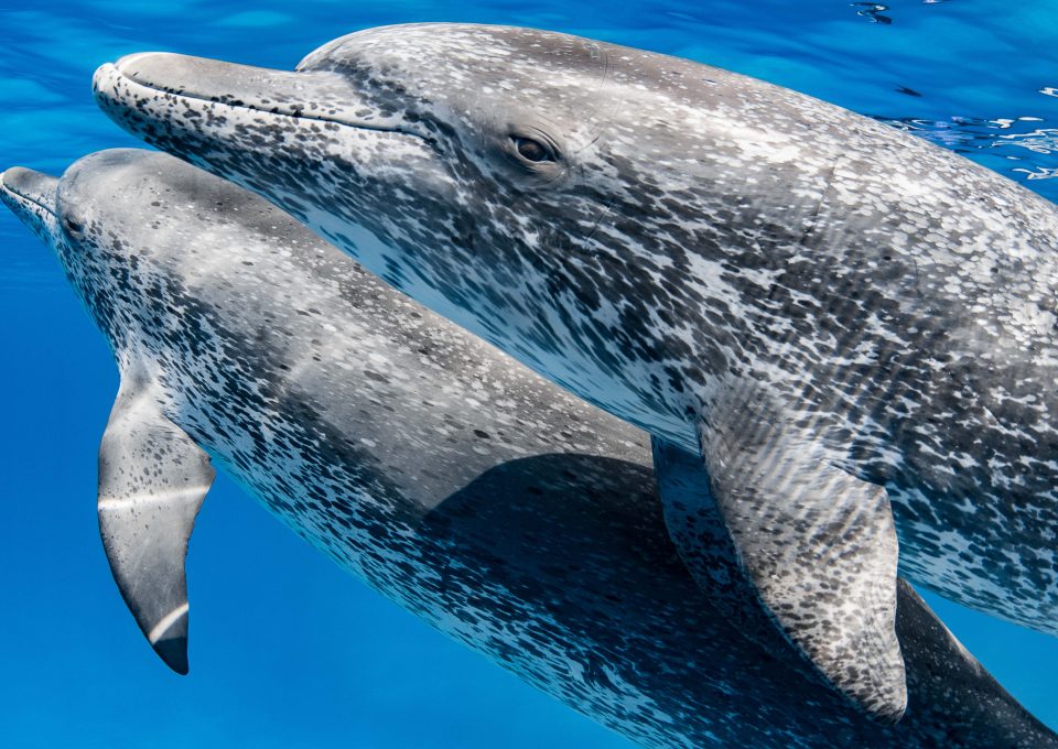 Playing with dolphins in the Bahamas - Oceanographic - Oceanographic