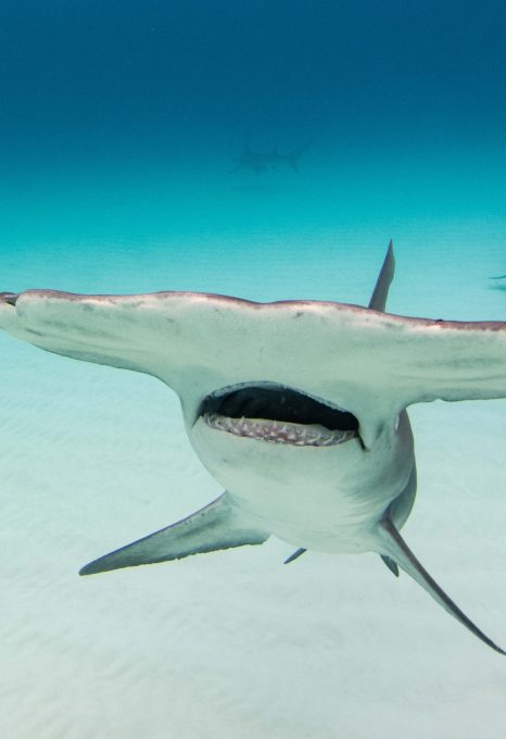 Diving with great hammerhead sharks - Oceanographic - Oceanographic