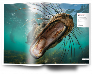 Oceanographic, Issue 23, cape fur seal, Dmitry Kokh
