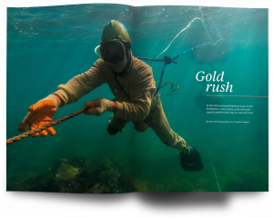 Oceanographic, Claudio Sierber, Issue 23, Gold divers