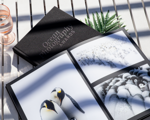 Ocean Photography Awards coffee table book, 2021, penguins