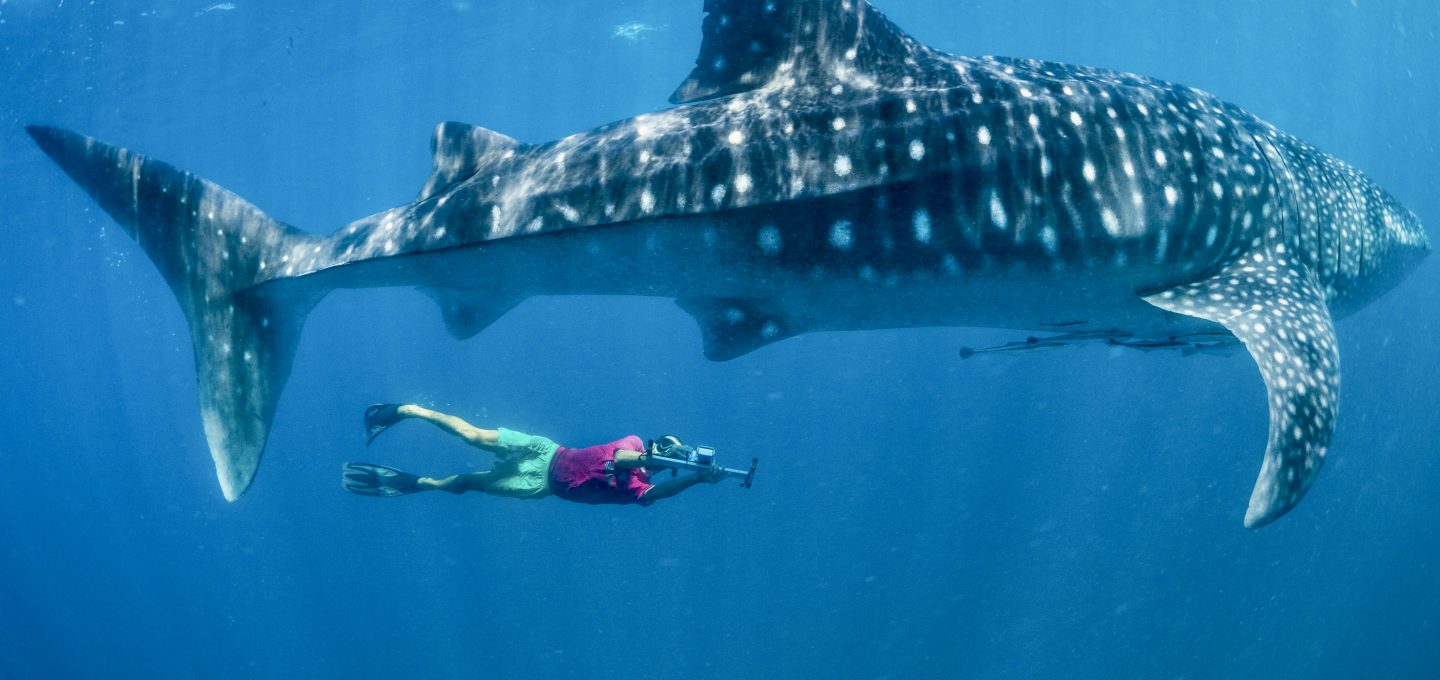 https://oceanographic.s3.eu-west-1.amazonaws.com/wp-content/uploads/2022/04/01104214/Marine-biologist-with-whale-shark-at-Mafia-Island-Tanzania-1440x680.jpeg