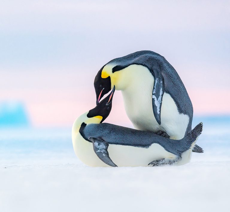 The Ocean Portfolio Award