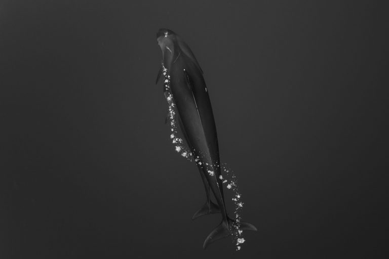 OPY fineart scaled